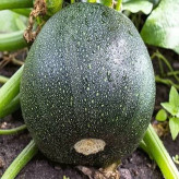 بذر کدو خورشتی گرد سبز (بسته 10 عددی) کد 2046