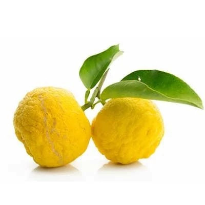 بذر درخت بالنگ (بسته 10 عددی) کد 735