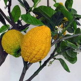 بذر درخت بالنگ (بسته 10 عددی) کد 735