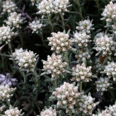 بذر مریم نخودی طناز (کلپوره) (بسته 1 گرمی) کد 922