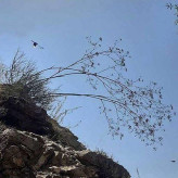 بذر سازو واش البرزی (بسته 10 عددی) کد 1906