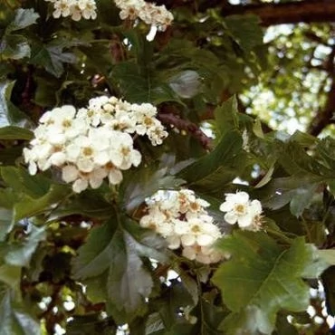 بذر زالزالک چینی (بسته 5 عددی) کد 862