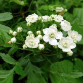 بذر زالزالک چینی (بسته 5 عددی) کد 862