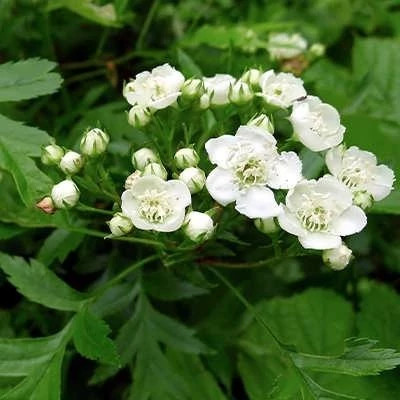 بذر زالزالک چینی (بسته 5 عددی) کد 862