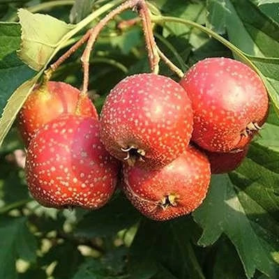 بذر زالزالک چینی (بسته 5 عددی) کد 862