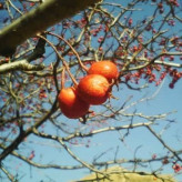 بذر زالزالک چینی (بسته 5 عددی) کد 862