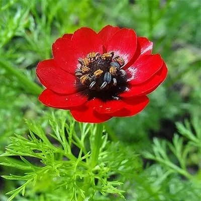 بذر گل آدونیس (بسته 20 عددی) کد 1357