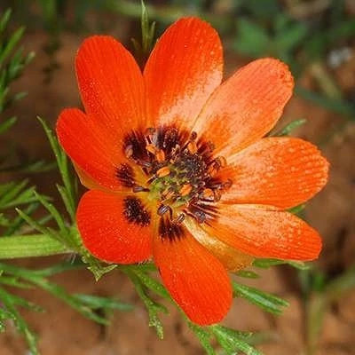 بذر گل آدونیس (بسته 20 عددی) کد 1357