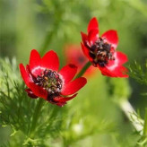 بذر گل آدونیس (بسته 20 عددی) کد 1357