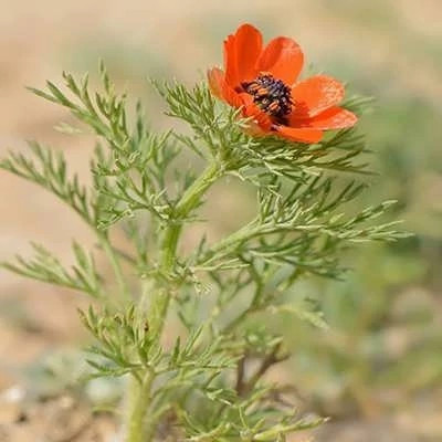 بذر گل آدونیس (بسته 20 عددی) کد 1357