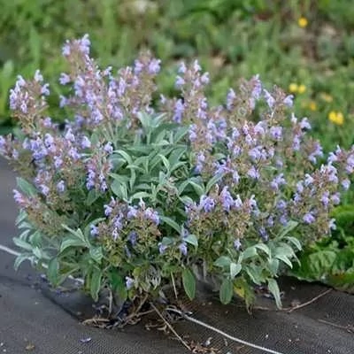 بذر مریم گلی (بسته 1 گرمی) کد 555