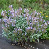 بذر مریم گلی (بسته 1 گرمی) کد 555