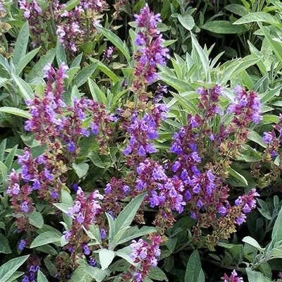 بذر مریم گلی (بسته 1 گرمی) کد 555