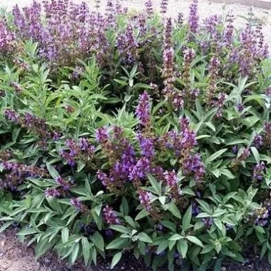 بذر مریم گلی (بسته 1 گرمی) کد 555