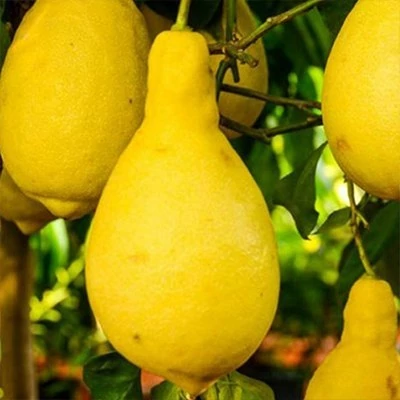 بذر لیموترش گلابی (بسته 5 عددی) کد 1758