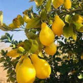 بذر لیموترش گلابی (بسته 5 عددی) کد 1758