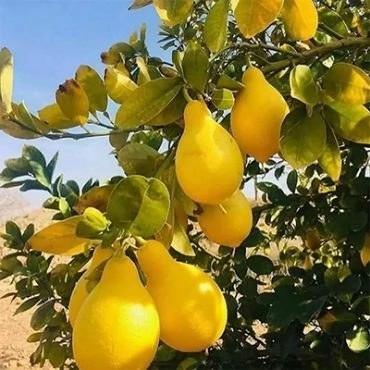 بذر لیموترش گلابی (بسته 5 عددی) کد 1758
