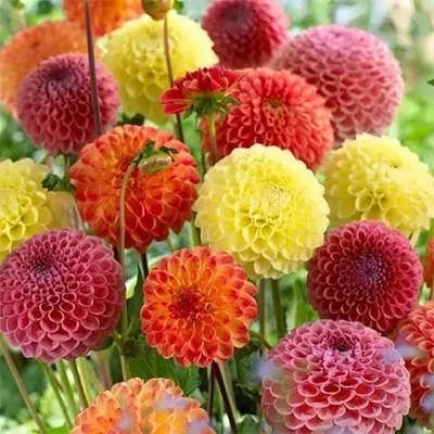 بذر کوکب منگوله ای (بسته 5 عددی) کد 1522