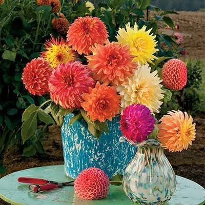 بذر کوکب منگوله ای (بسته 5 عددی) کد 1522