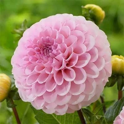 بذر کوکب منگوله ای (بسته 5 عددی) کد 1522