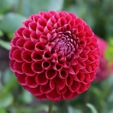 بذر کوکب منگوله ای (بسته 5 عددی) کد 1522