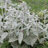 بذر سنبله نقره ای (بسته 1 گرمی) کد 533