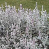 بذر سنبله نقره ای (بسته 1 گرمی) کد 533