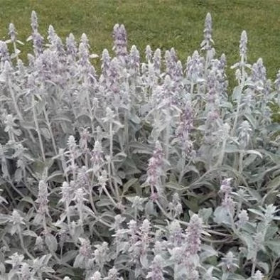بذر سنبله نقره ای (بسته 1 گرمی) کد 533