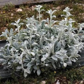 بذر سنبله نقره ای (بسته 1 گرمی) کد 533