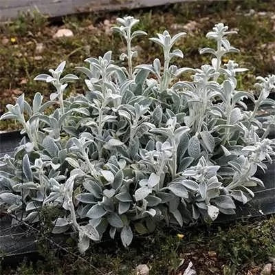 بذر سنبله نقره ای (بسته 1 گرمی) کد 533