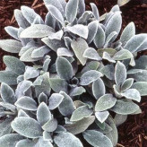 بذر سنبله نقره ای (بسته 1 گرمی) کد 533