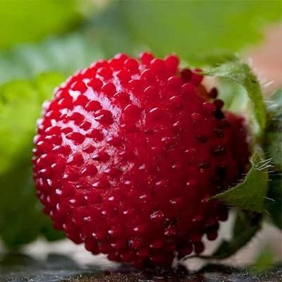 null