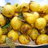بذر درخت به (بسته 10 عددی) کد 933