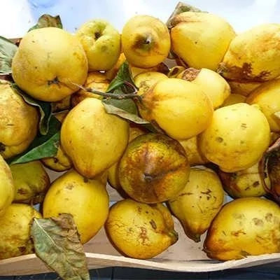 بذر درخت به (بسته 10 عددی) کد 933
