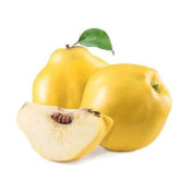 بذر درخت به (بسته 10 عددی) کد 933