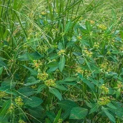 بذر شبدر شیرین (بسته 20 گرمی) کد 030