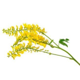 بذر شبدر شیرین (بسته 20 گرمی) کد 030