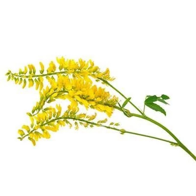بذر شبدر شیرین (بسته 20 گرمی) کد 030