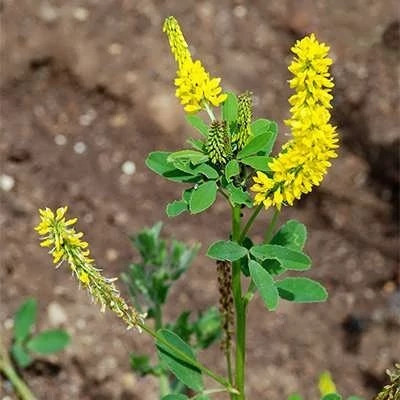 بذر شبدر شیرین (بسته 20 گرمی) کد 030
