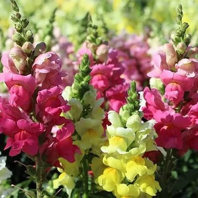 بذر گل میمون خوراکی (بسته 20 عددی) کد 1665
