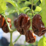 بذر فلفل شکلاتی (بسته 2 عددی) کد 129