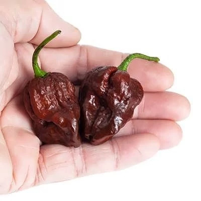 بذر فلفل شکلاتی (بسته 2 عددی) کد 129