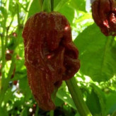 بذر فلفل شکلاتی (بسته 2 عددی) کد 129
