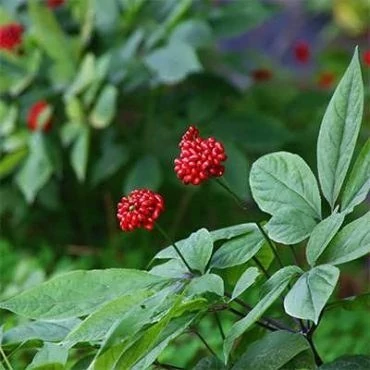 بذر جینسینگ کره ای (بسته 5 عددی) کد 999