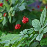 بذر جینسینگ کره ای (بسته 5 عددی) کد 999