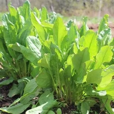 بذر سورل سبز آمریکایی (بسته 100 عددی) کد 829