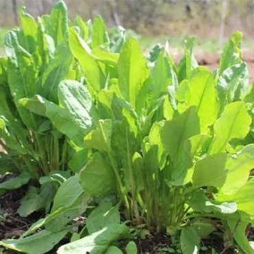 بذر سورل سبز آمریکایی (بسته 100 عددی) کد 829