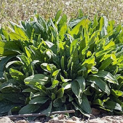 بذر سورل سبز آمریکایی (بسته 100 عددی) کد 829
