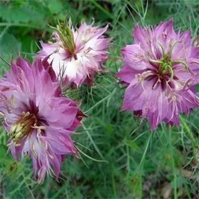بذر گل سیاهدانه گلبرگ دوتایی (بسته 100 عددی) کد 1368
