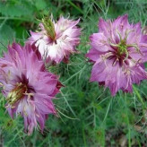 بذر گل سیاهدانه گلبرگ دوتایی (بسته 100 عددی) کد 1368